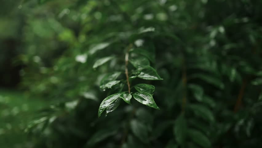 raining shower in the dense forest, close-up of rainfall in jungle, water droplets fixed on green leaves, Raining day in tropical forest. rain drop on leaf tree.Heavy Rain Falling On Tree Leaves. High