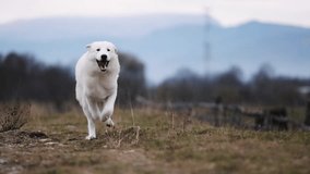 Slow motion of maremmo abruzzo sheepdog dogs are running towards the camera in a green park - Powered by Shutterstock - Get 15% off with code: PIKWIZARD15