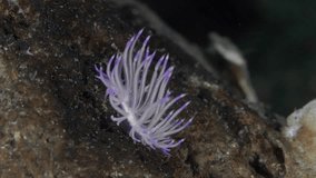 A nudibranch mollusk crawls along the bottom of a tropical sea in a weak current.
Purple-Lined Coryphellina 25 mm. ID: papillate rhinophores, three purple longitudinal lines, purple subapical ring.