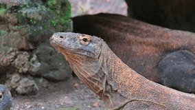 Explore the mesmerizing world of the Komodo dragon in this video. Witness the majestic stride of this mighty reptile as it roams its natural habitat.