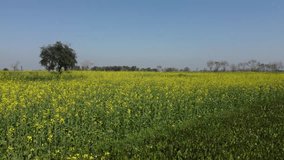 Mustard field view in rural Punjab, Pakistan.