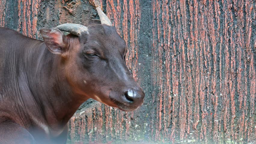 Close up head animal Anoa