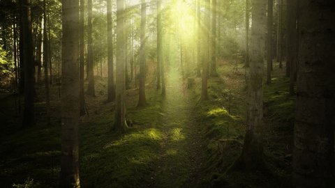Magical sun beams in the forest with a woodland path. Video Stok