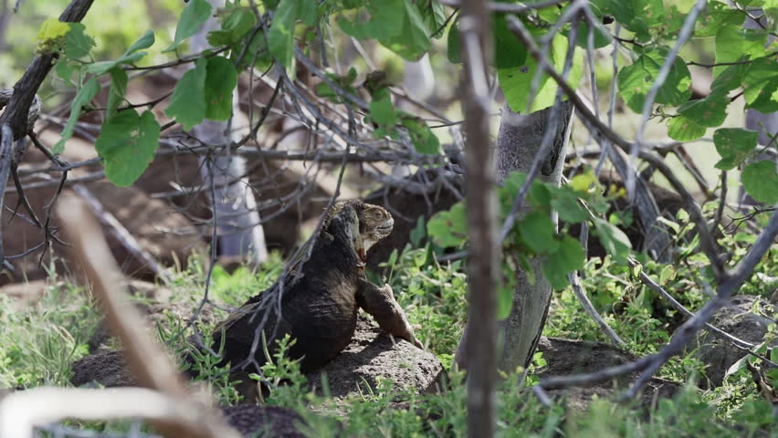 slow motion of a yellow galapagos land iguana, also know as Drusenkopf or Conolophus subcristatus is endemic to the Galapagos islands in Ecuador.