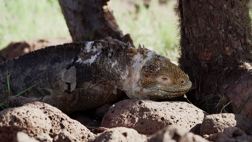slow motion of a yellow galapagos land iguana, also know as Drusenkopf or Conolophus subcristatus is endemic to the Galapagos islands in Ecuador.