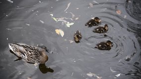 High angle view of cute young Mallard (Anas platyrhynchos) ducklings foraging on lake in cloudy summer day. Real time handheld video. Animal wildlife theme.