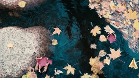 Yellow autumn leaves in the pond float in the wind. Trees are reflected in blue water. Autumn on a sunny day in Latvia. Kemeri National Park. - Powered by Shutterstock - Get 15% off with code: PIKWIZARD15