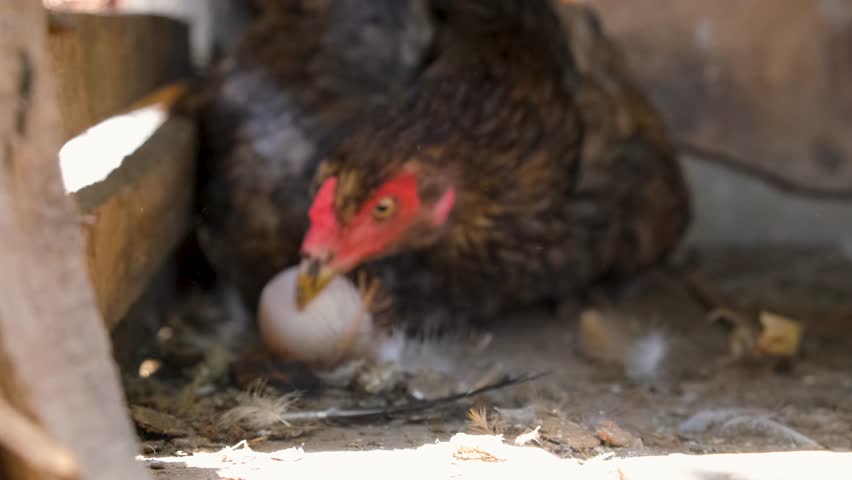 Hen hatching. the hen is hatching the egg in the coop.hatching the egg. Close up hens chicken. Cute hen's. Black hen is hatching the egg. Pets animals  Royalty-Free Stock Footage #1107283463