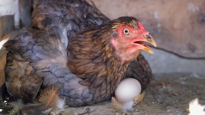 Hen hatching. the hen is hatching the egg in the coop.hatching the egg. Close up hens chicken. Cute hen's. Black hen is hatching the egg. Pets animals  Royalty-Free Stock Footage #1107283465
