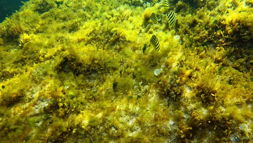 Stripeys at The Basin reef. Rottnest Island, Western Australia.