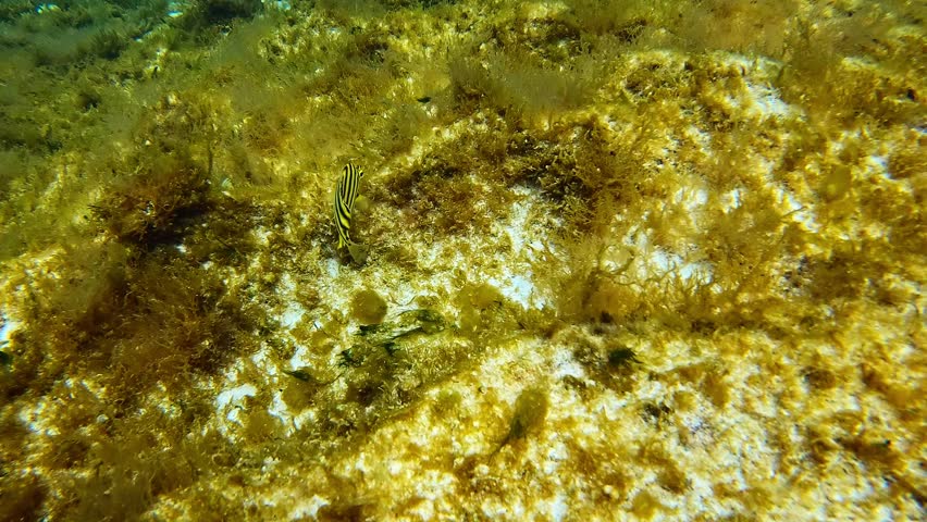 Stripeys at The Basin reef. Rottnest Island, Western Australia.