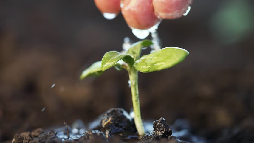 Caring hand pouring water on tiny sprout in garden. Leaves of plant reach for droplets of life-giving water. Farmer waters green bud in the soil. Hands with refreshing water irrigate green sprout Royalty-Free Stock Footage #1107285241
