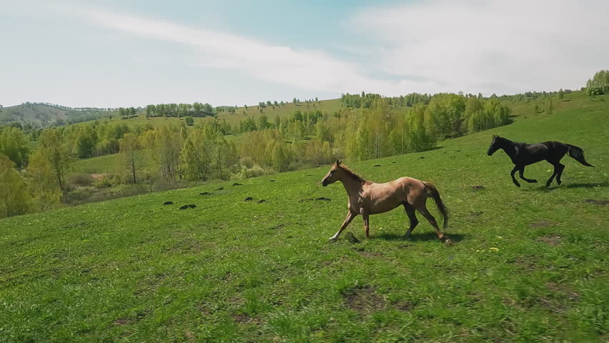 Dark and champagne coated horses couple canters along large green meadow. Young strong animals gait in green valley at preserved area slow motion