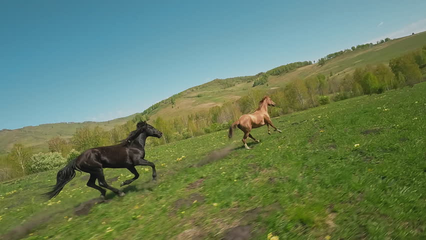 Sorrel horse runs away from excited young stallion along fresh green field aerial view. Equine couple plays in hilly valley under clear sky slow motion Royalty-Free Stock Footage #1107285657