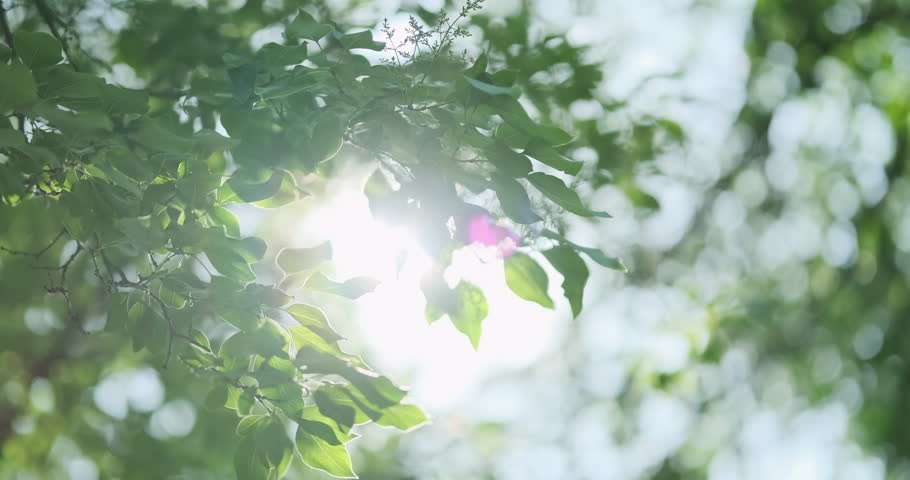 Green leaves forest in summer morning sunlight. Sun rays break through fresh foliage branch. Bright green trees leaves waving in wind. Beautiful bokeh background. Sun shining. Abstract slow motion Royalty-Free Stock Footage #1107287481
