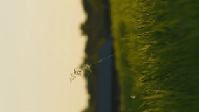 Vertical video meditative slow motion grass in evening sunset or sunrise rays of light