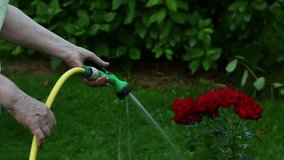 human hands with rubber hose watering beautiful garden with red roses bush - Powered by Shutterstock - Get 15% off with code: PIKWIZARD15