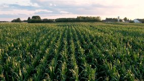 Summer evening rural landscape and village against of sunset light. Aerial flying slow over rows of tops of green leaves stems maize cornfield and farm with cattle barn and feed hangars - Powered by Shutterstock - Get 15% off with code: PIKWIZARD15