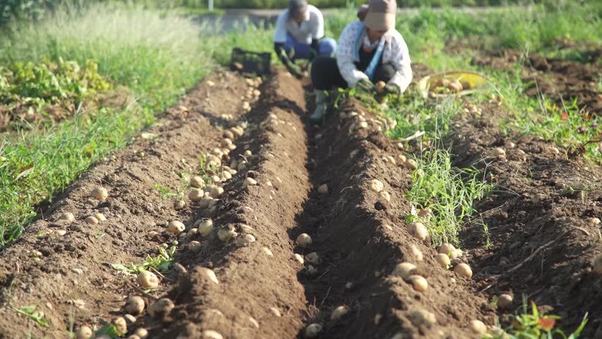 Harvesting potatoes in the field
