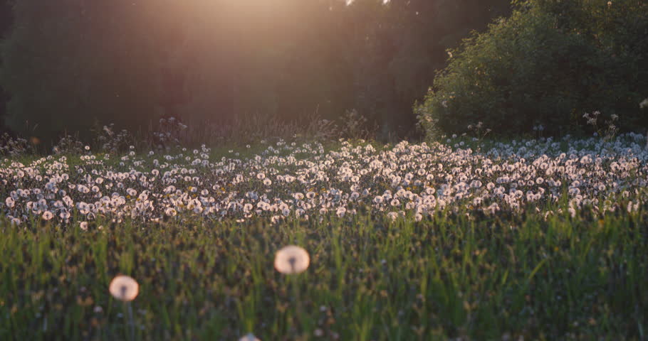 Medium shot of white head dandelions in a lush meadow at sunset. Sliding right