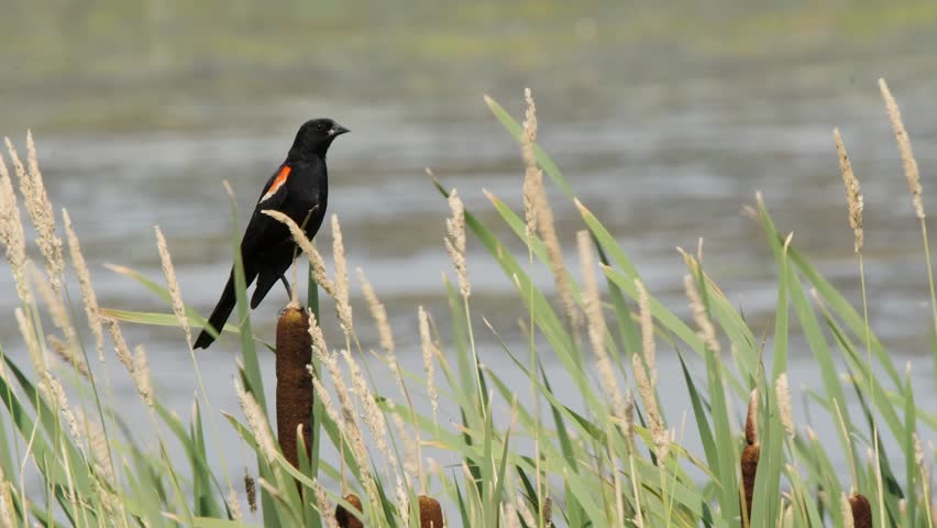 Red-wing Blackbird sits atop wetland marsh reeds, defocused background