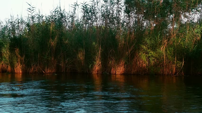 reeds near the river bank