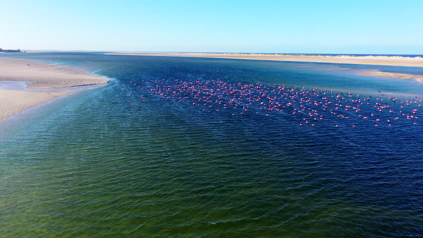 Aerial shot of flamingos flying over water Royalty-Free Stock Footage #1107299761