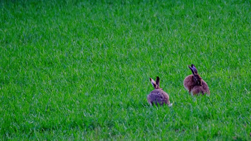 fluffy animals grazing on green lawn, mammal hare of lagomorph order, Lepus europaeus eats grass, young wheat plants, harming agriculture, winter crops, valuable game animals, sport hunting Royalty-Free Stock Footage #1107300849