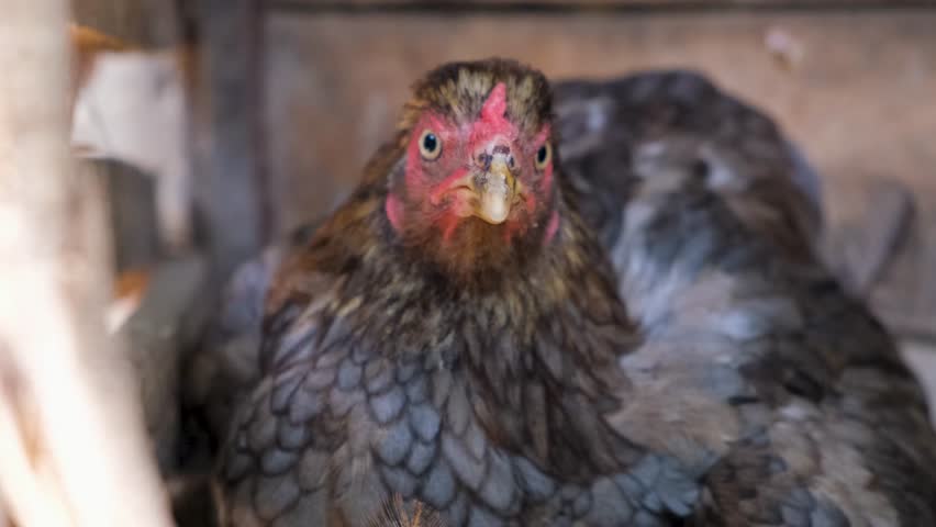 Hen hatching. the hen is hatching the egg in the coop.hatching the egg. Close up hens chicken. Cute hen's. Black hen is hatching the egg. Pets animals  Royalty-Free Stock Footage #1107301307