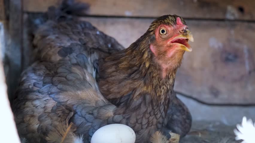 Hen hatching. the hen is hatching the egg in the coop.hatching the egg. Close up hens chicken. Cute hen's. Black hen is hatching the egg. Pets animals  Royalty-Free Stock Footage #1107301309