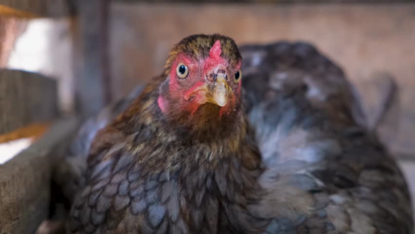Hen hatching. the hen is hatching the egg in the coop.hatching the egg. Close up hens chicken. Cute hen's. Black hen is hatching the egg. Pets animals  Royalty-Free Stock Footage #1107301319