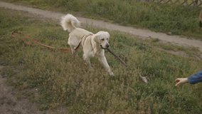 golden retriever training. Cute girl trains a golden retriever in a green park on a summer day. the girl throws a small stick to the golden retriever, he brings it back. Active holidays with pets.