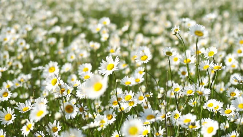 Chamomile. White daisy flowers in a field of green grass sway in the wind at sunset. Chamomile flowers field with green grass. Close up slow motion. Nature, flowers, spring, biology, fauna concept Royalty-Free Stock Footage #1107307171