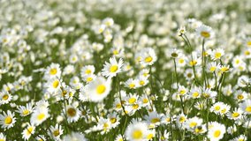Chamomile. White daisy flowers in a field of green grass sway in the wind at sunset. Chamomile flowers field with green grass. Close up slow motion. Nature, flowers, spring, biology, fauna concept - Powered by Shutterstock - Get 15% off with code: PIKWIZARD15