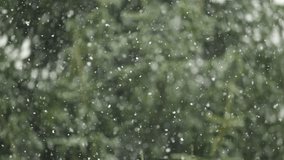 Beautiful Winter Snow Landscape. Enchanting Winter Scene in Forest With Snow Falling on Trees. Tree Pine Branches on Background of Snowfall. Slow Motion Flakes of Snow Falling Down Winter Landscape. - Powered by Shutterstock - Get 15% off with code: PIKWIZARD15