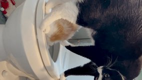 Two Cats Play on a Toilet. Two brother cats are fighting for position at the local watering hole. A buff cat is drinking from the toilet. His brother, a tuxedo cat, stands over him and swipes him away