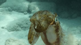 underwater  calamari swimming underwater close and slow ocean scenery animal cephalopod Decapodiformes loligo vulgaris