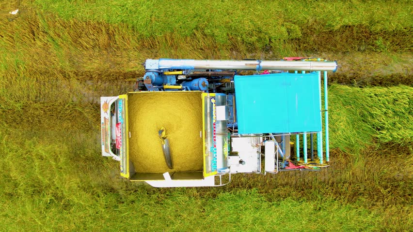 Harvester machine to harvest rice field working in Thailand. harvesting rice paddy field in central Thailand drone aerial view Royalty-Free Stock Footage #1107315479