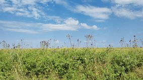 Sunny summer day, nature and landscape. Wildflowers, forbs, herbs, flowering meadow, green grass. Light breeze, blue sky, clouds. Simple video.