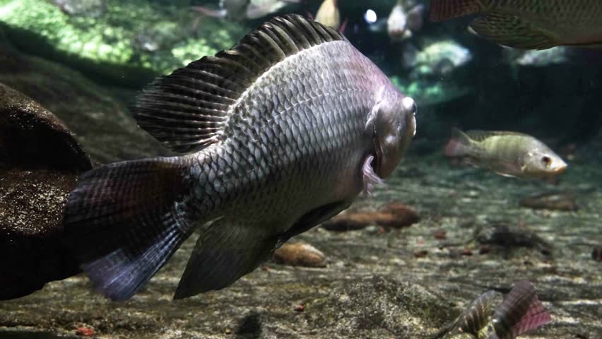 fish under water surface with reflection, tropical
