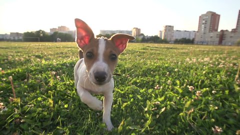 Cute puppy dog Jack Russell three months, slow motion 240 running across grass,sunset light.wide angle shot