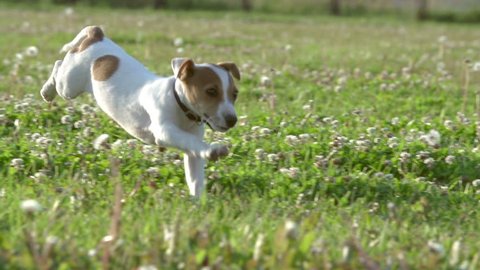 Cute puppy dog Jack Russell three months, slow motion 240 running across grass,sunset light.
