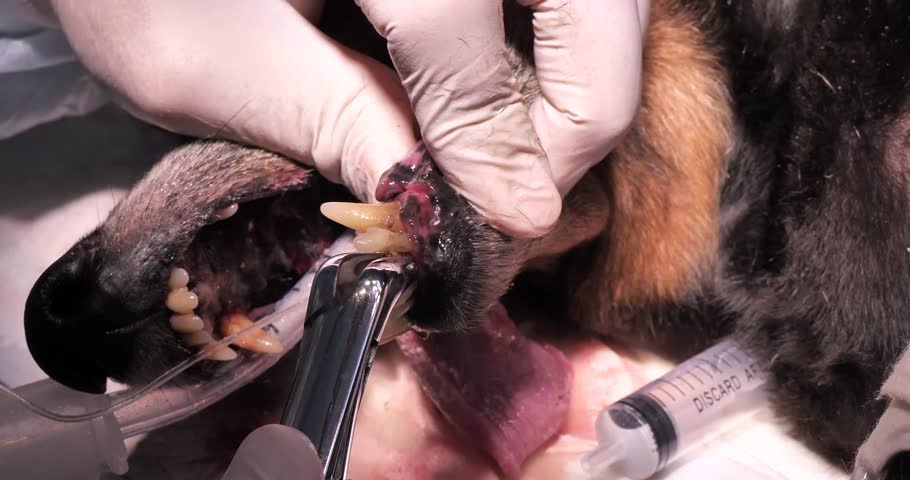 A veterinary dentist removes decayed teeth from an old dog under anesthesia. Due to poor brushing of teeth, the dog's teeth rotted and collapsed. Concept of bad dog teeth care. Royalty-Free Stock Footage #1107323001
