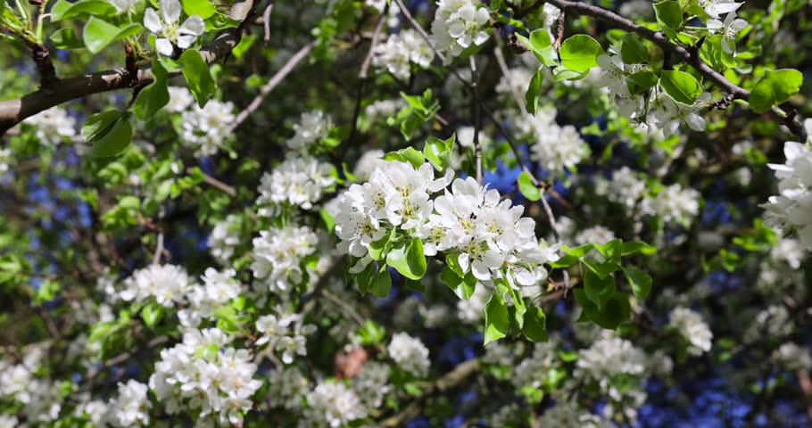 green foliage on a pear tree in spring bloom, beautiful new leaves and flowers on pear trees in spring Royalty-Free Stock Footage #1107325467