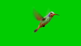 Bird Flying green screen Video stock footage