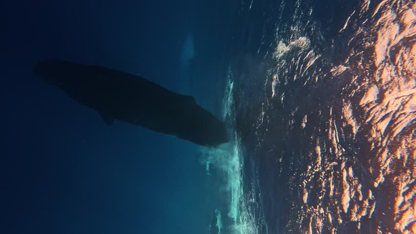 Large spermwhale dive in blue ocean. People dive to mammals under water. Blue whale sperm whale playing in blue water. Underwater shot Mauritius, Indian Ocean. Rare exclusive footage 1 120 fps 10 bit Royalty-Free Stock Footage #1107328975