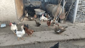 Agricultural birds walk around a farm, 4K video