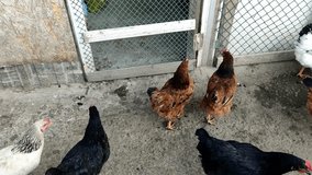 Agricultural birds walk around a farm, 4K video