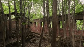 Trees inside the ruins of a roofless The Chernyshovs' homestead house on a warm summer day. Ruins of an abandoned mansion building	