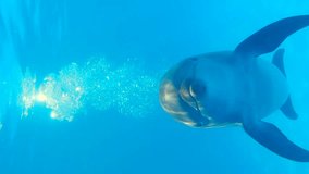 Vertical video - Young bottlenose dolphin releases jet of bubbles and approaches camera, close-up - Powered by Shutterstock - Get 15% off with code: PIKWIZARD15